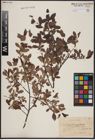 Foto von Salix aurita L. x Salix myrtilloides L.